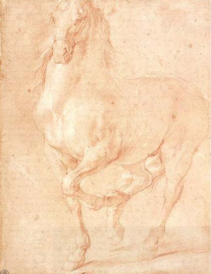 PUGET, Pierre Study of a Horse oil painting picture